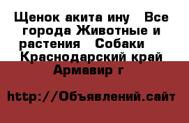 Щенок акита ину - Все города Животные и растения » Собаки   . Краснодарский край,Армавир г.